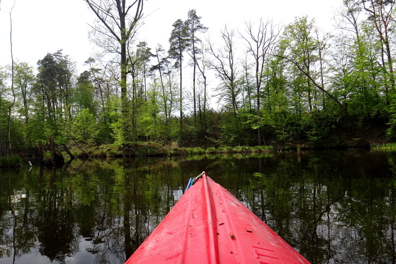 Rozlewisko Liwy w okolicy Młynówki.
