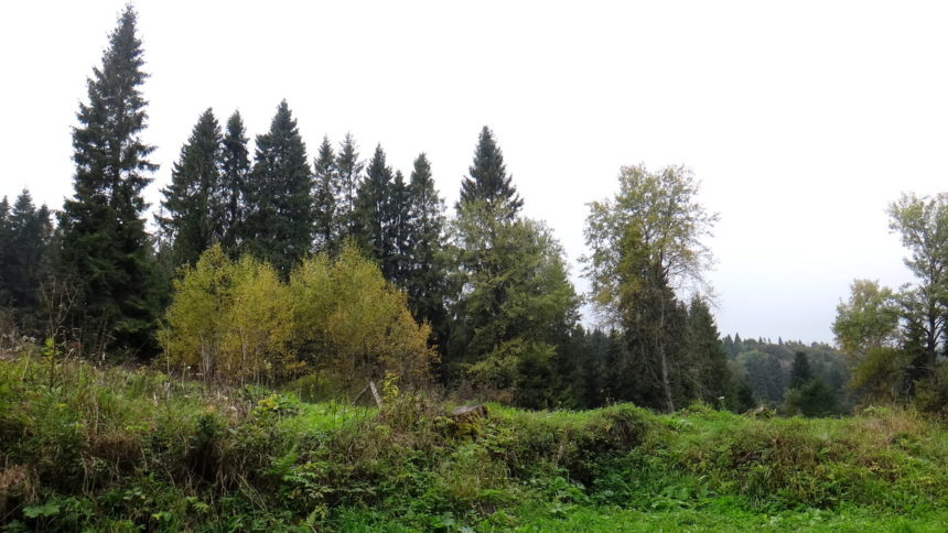 Ruiny dworu Stroińskich na drodze  do źródeł Sanu.