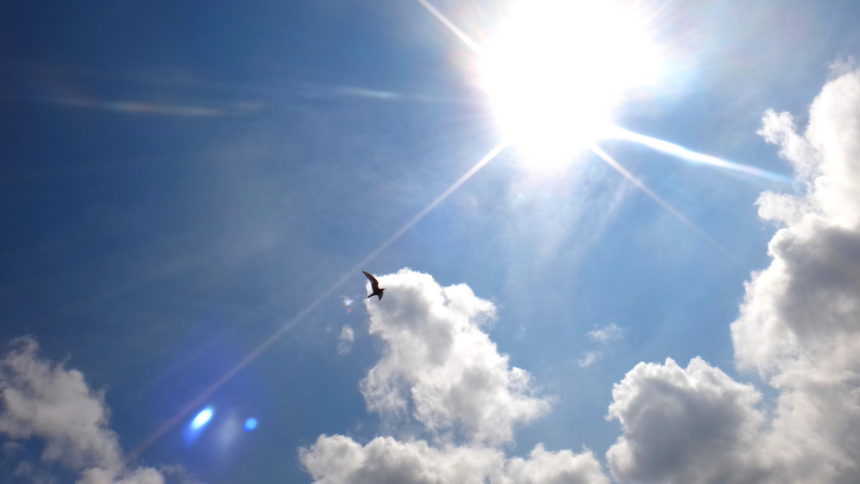 Ptak szybujący nad Druznem