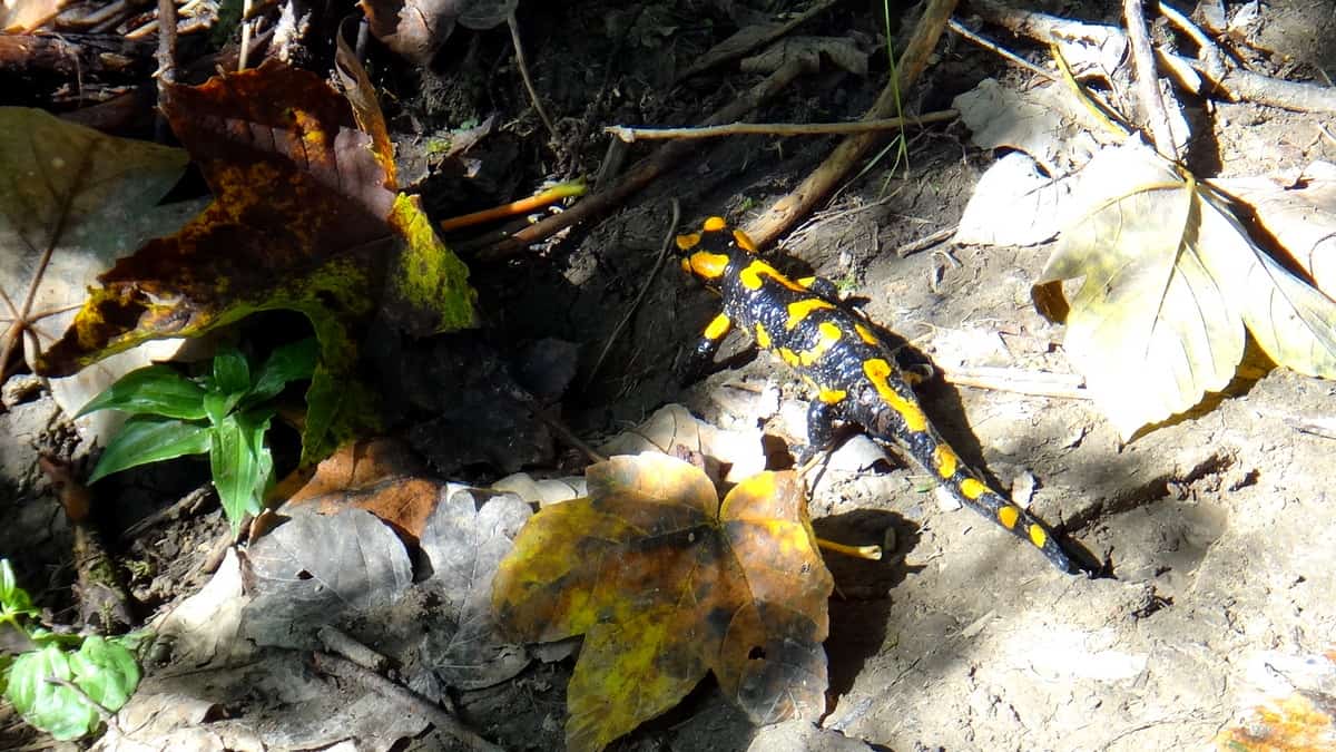Salamandry w drodze na Połoninę Wetlińską