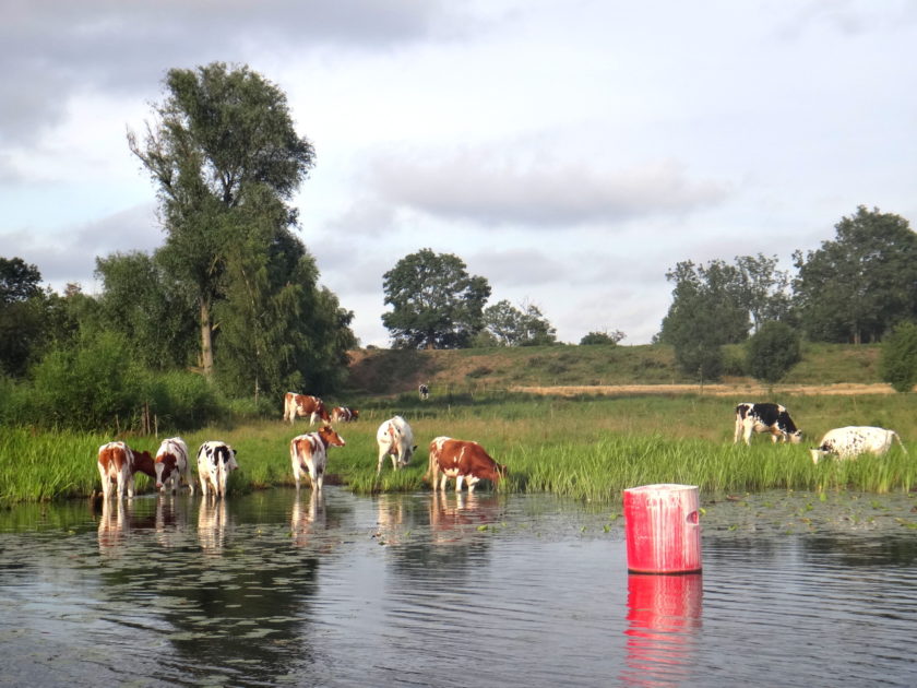 Pasące się krowy - widok z pokładu hausbota