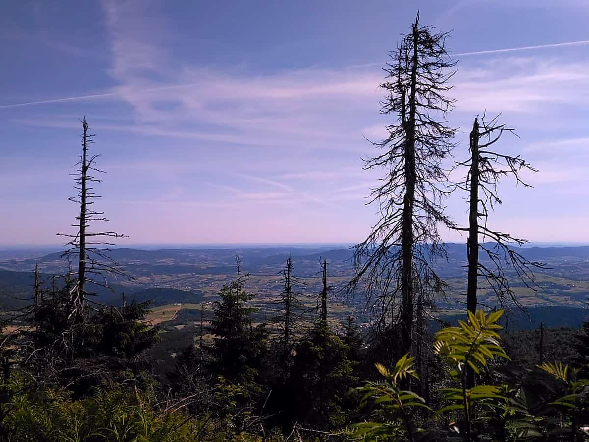Mogielica - najwyższy szczyt Beskidu Wyspowego