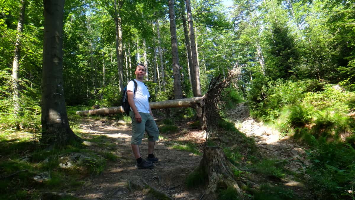 Leśna ścieżka na Mogielicę.