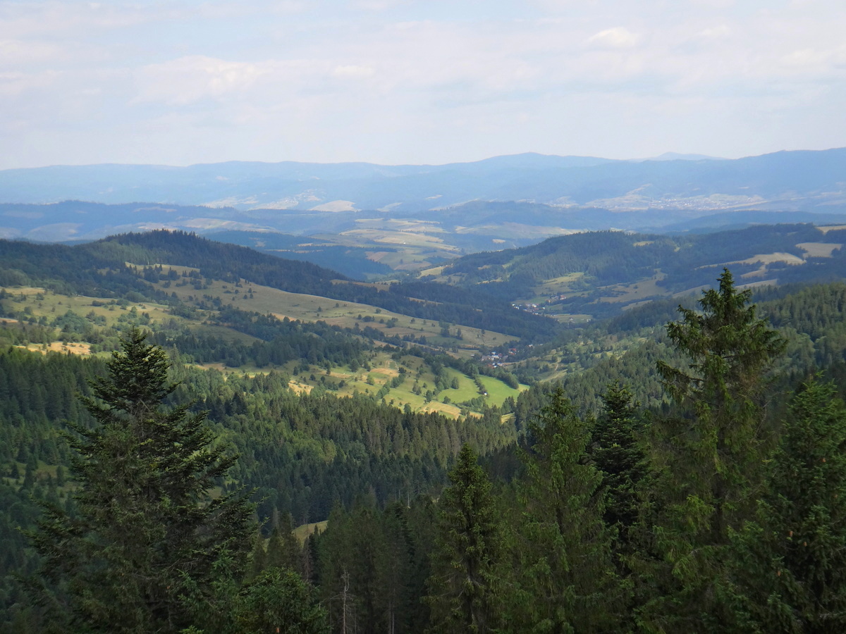 Widok na Babią Górę ze ścieżki wśród koron drzew.