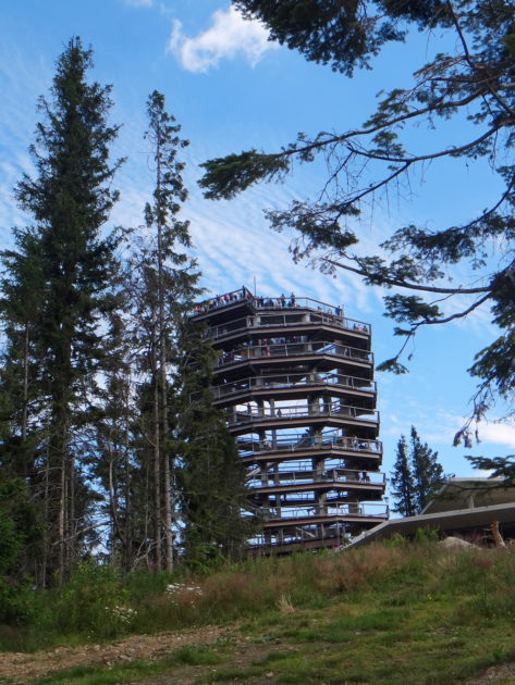 Ścieżka wśród koron drzew - wieża widokowa.