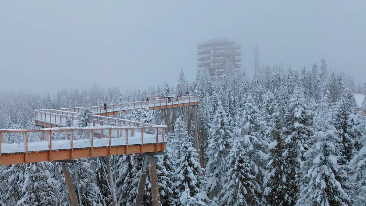 Ścieżka wśród koron drzew w zimowej szacie.