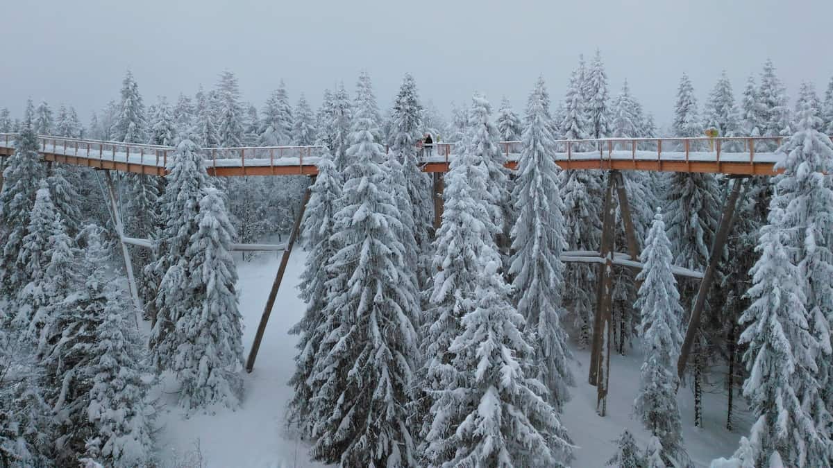 Ścieżka wśród koron drzew w zimie.