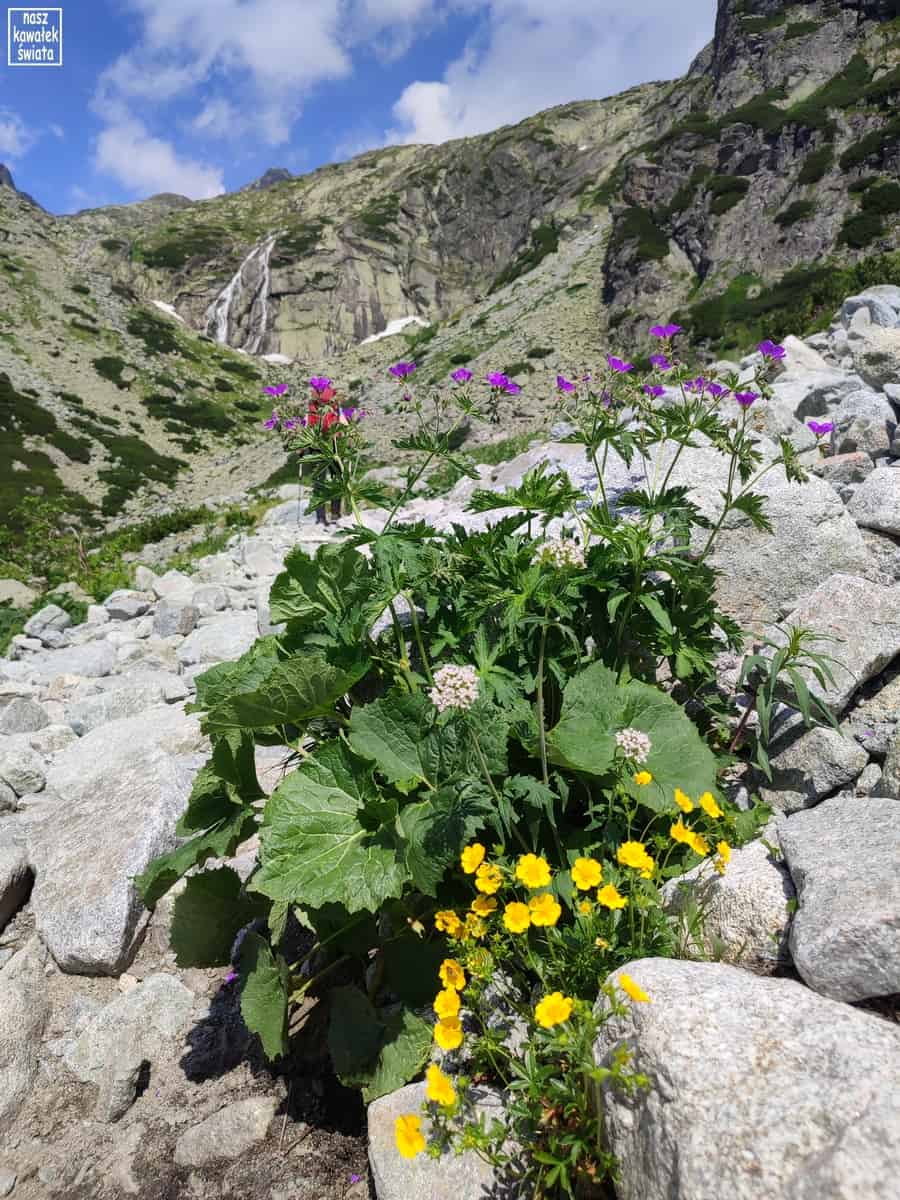 Kwiaty na szlaku do Doliny Pięciu Stawów Spiskich