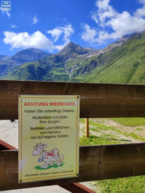 Alpejskie krowy - tabliczka