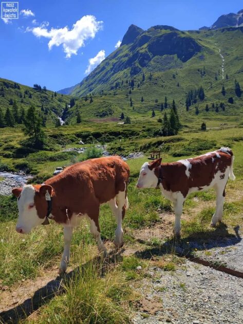 Krowy w dolinie Nassfeld
