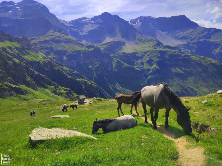 Konie w Alpach