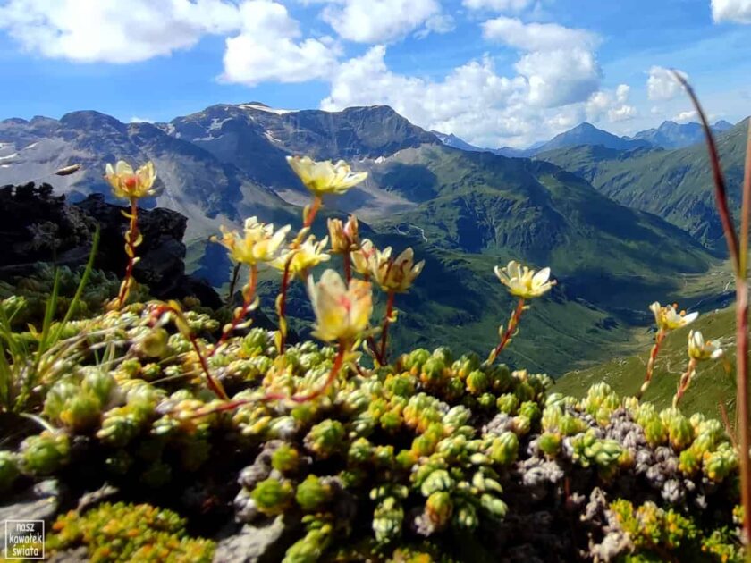 Alpejskie kwiaty